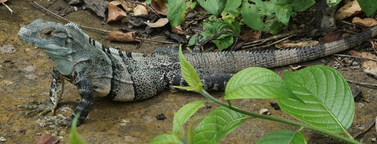Black Spiny-tailed Iguana - ML646797666