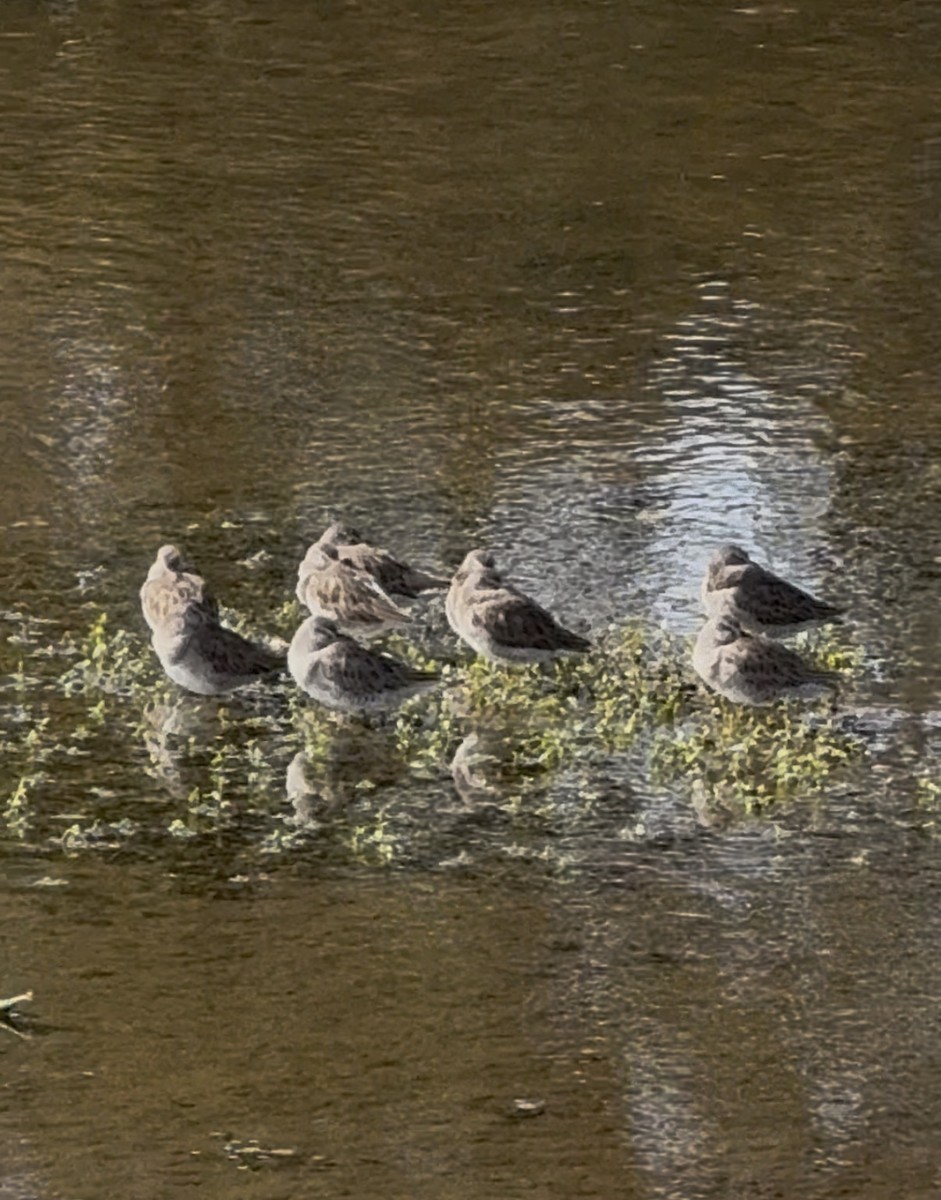 アメリカオオハシシギ／オオハシシギ - ML646797669