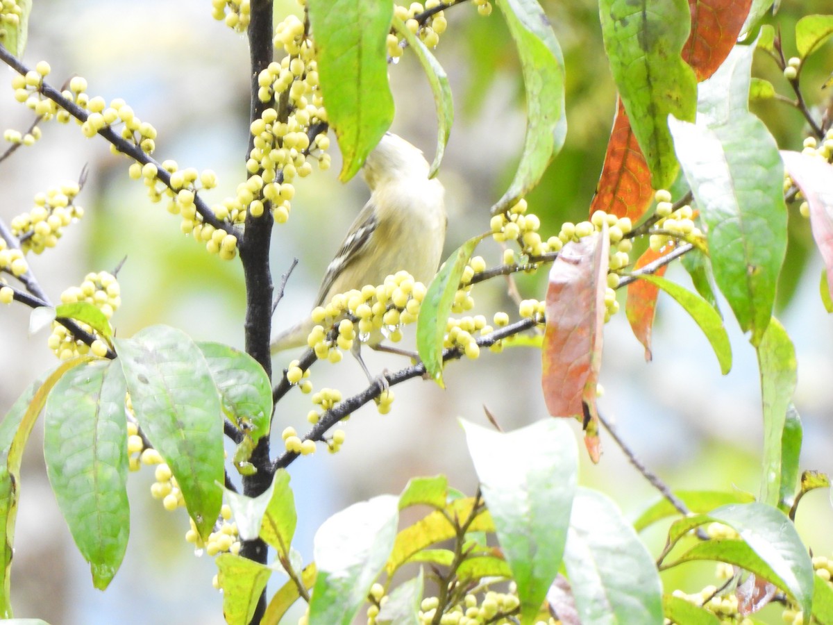 Reinita Castaña - ML646797671