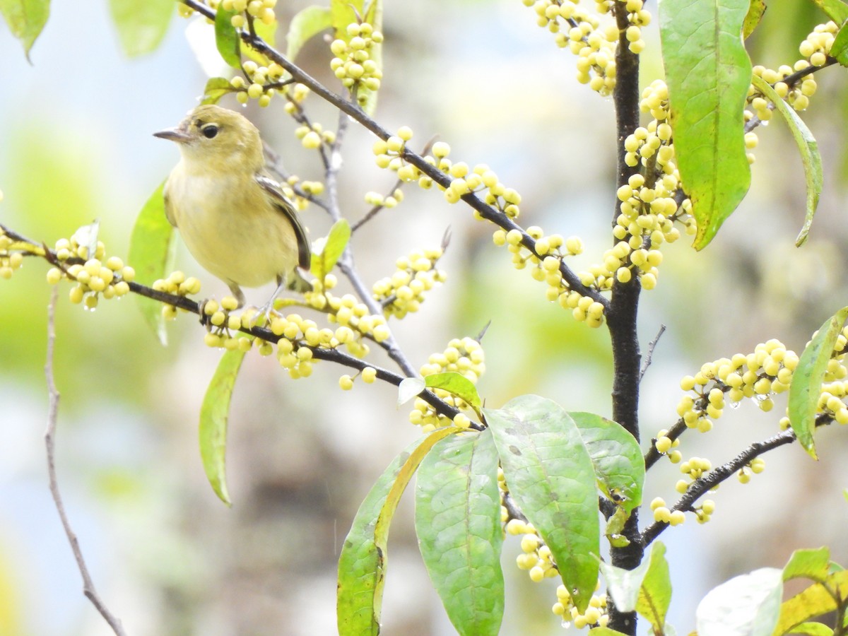 Reinita Castaña - ML646797672