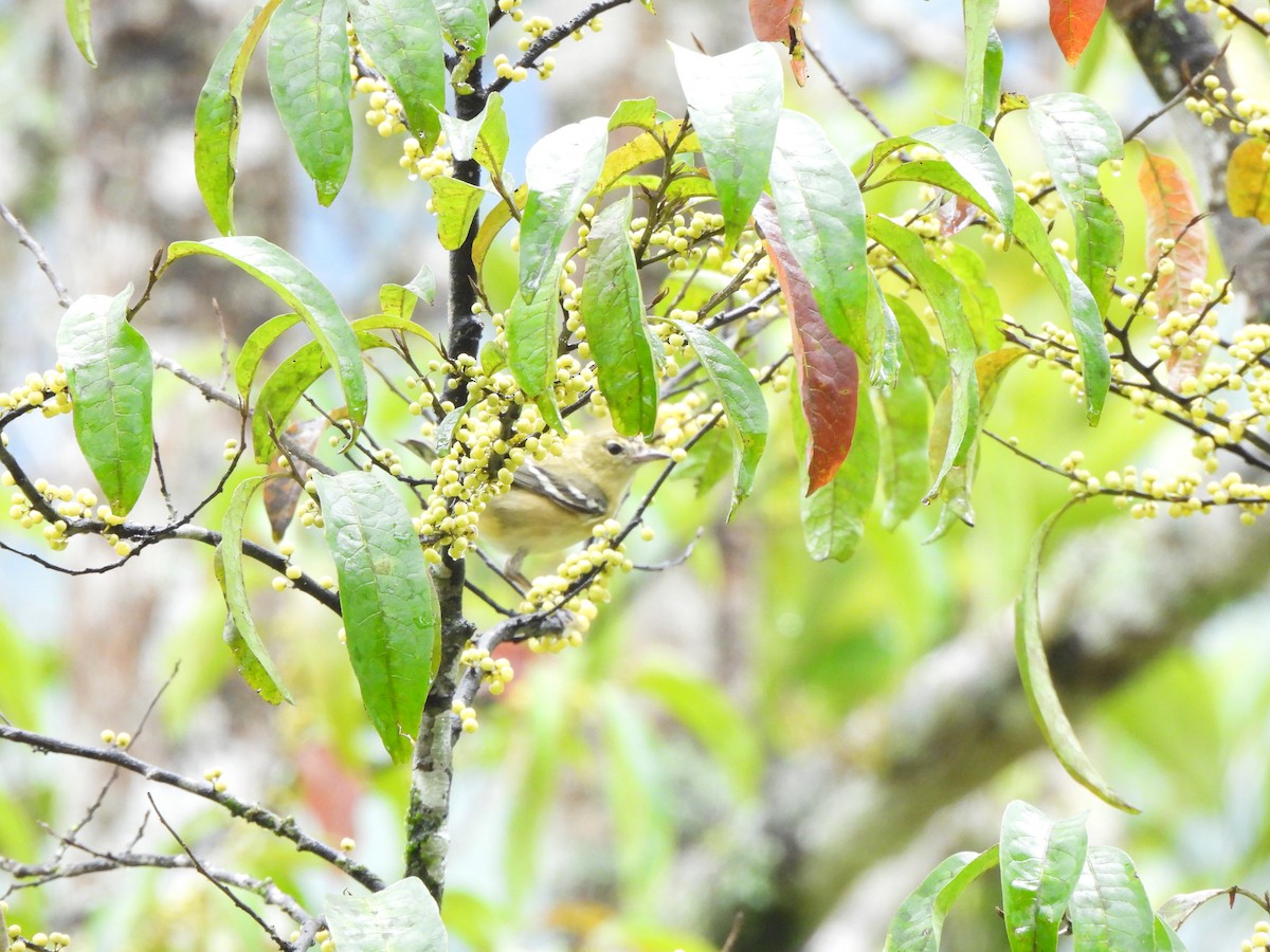 Reinita Castaña - ML646797673