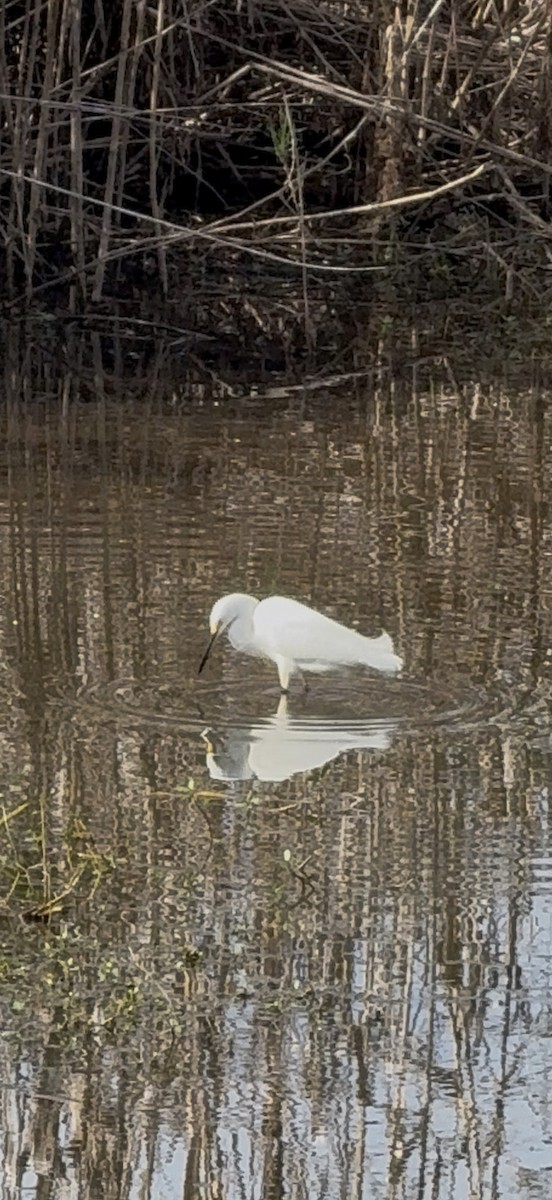 ユキコサギ - ML646797674