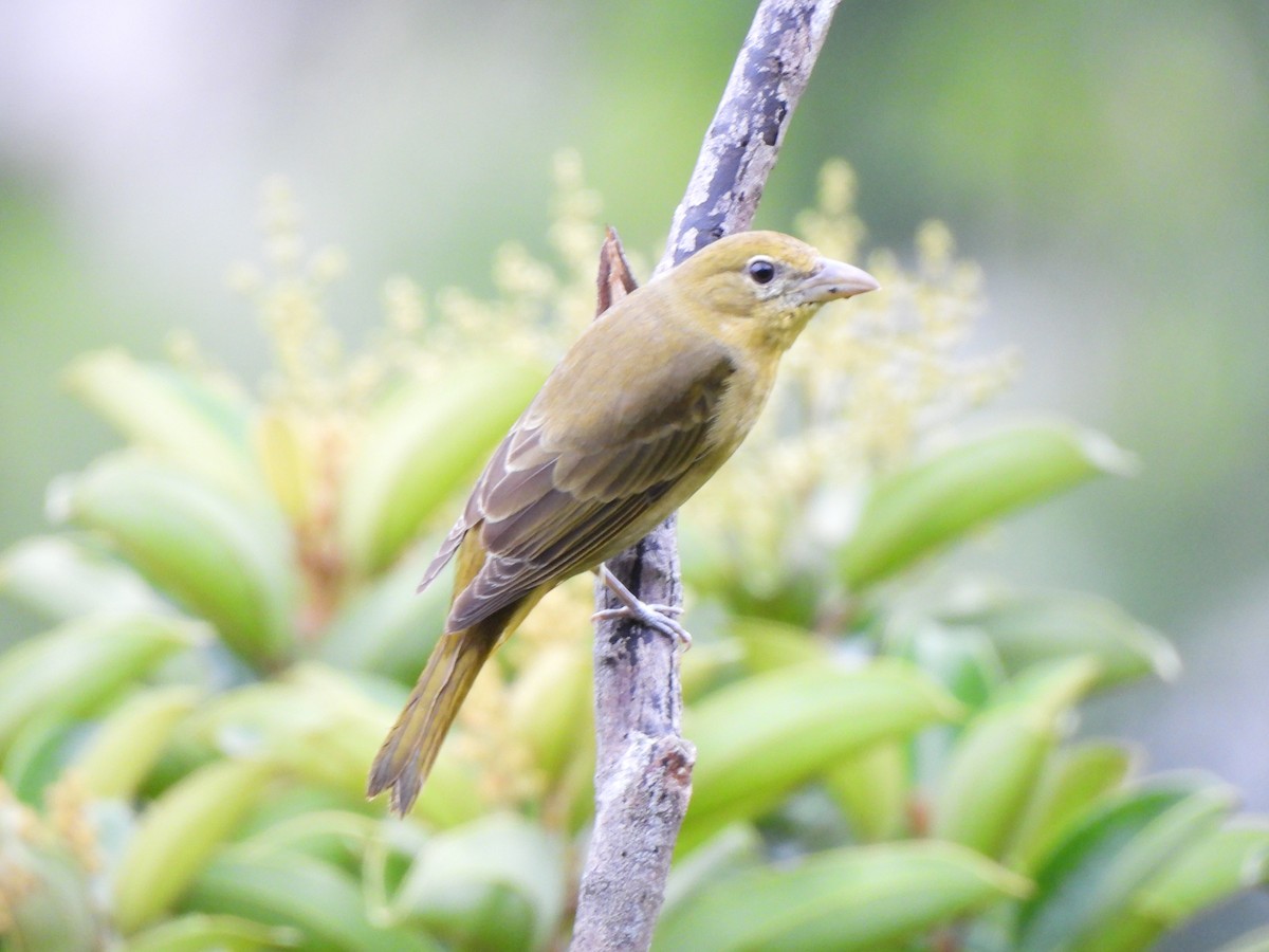 Piranga Roja - ML646797676