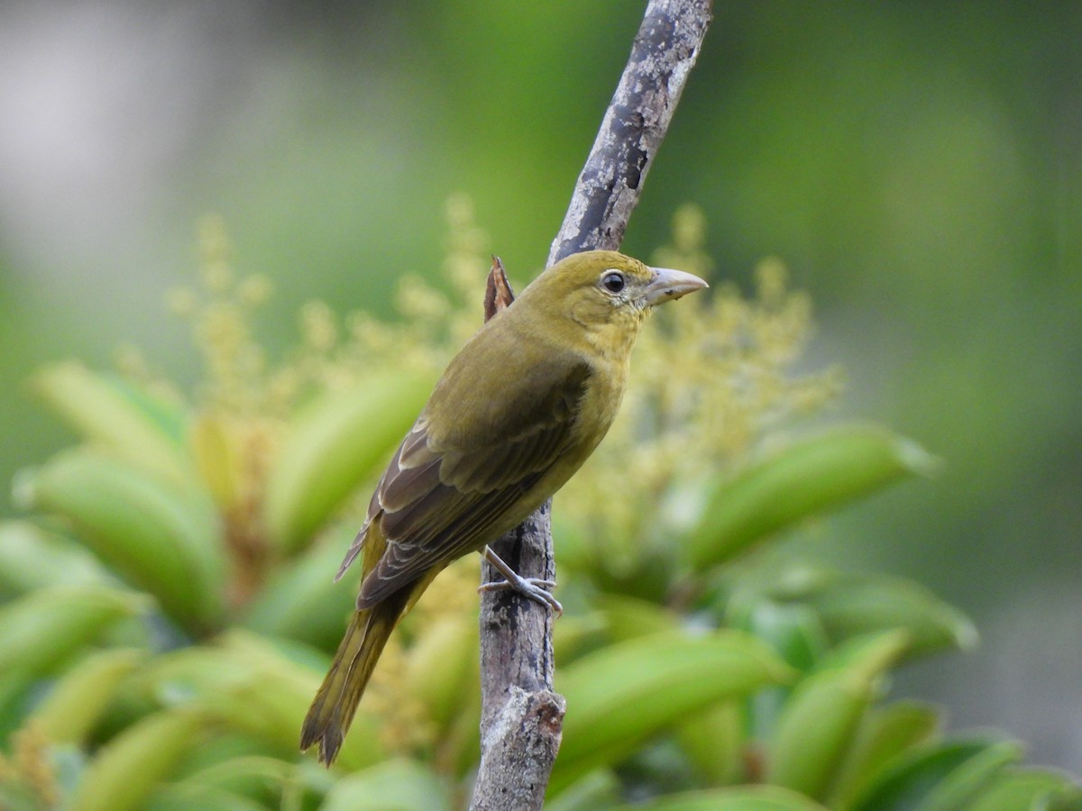 Piranga Roja - ML646797677