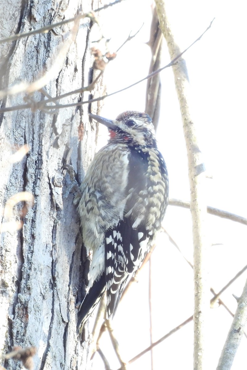 Дятел-смоктун жовточеревий - ML646797679