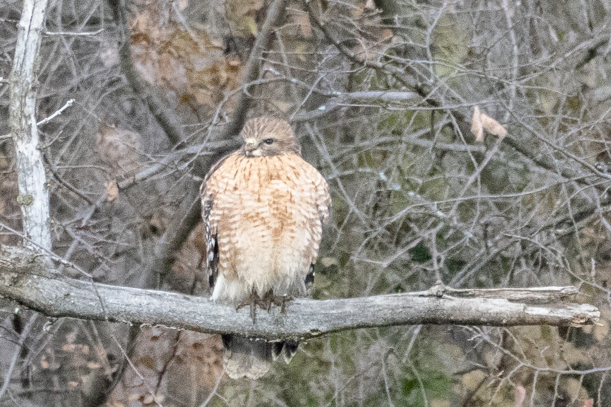 Kızıl Omuzlu Şahin - ML646797680