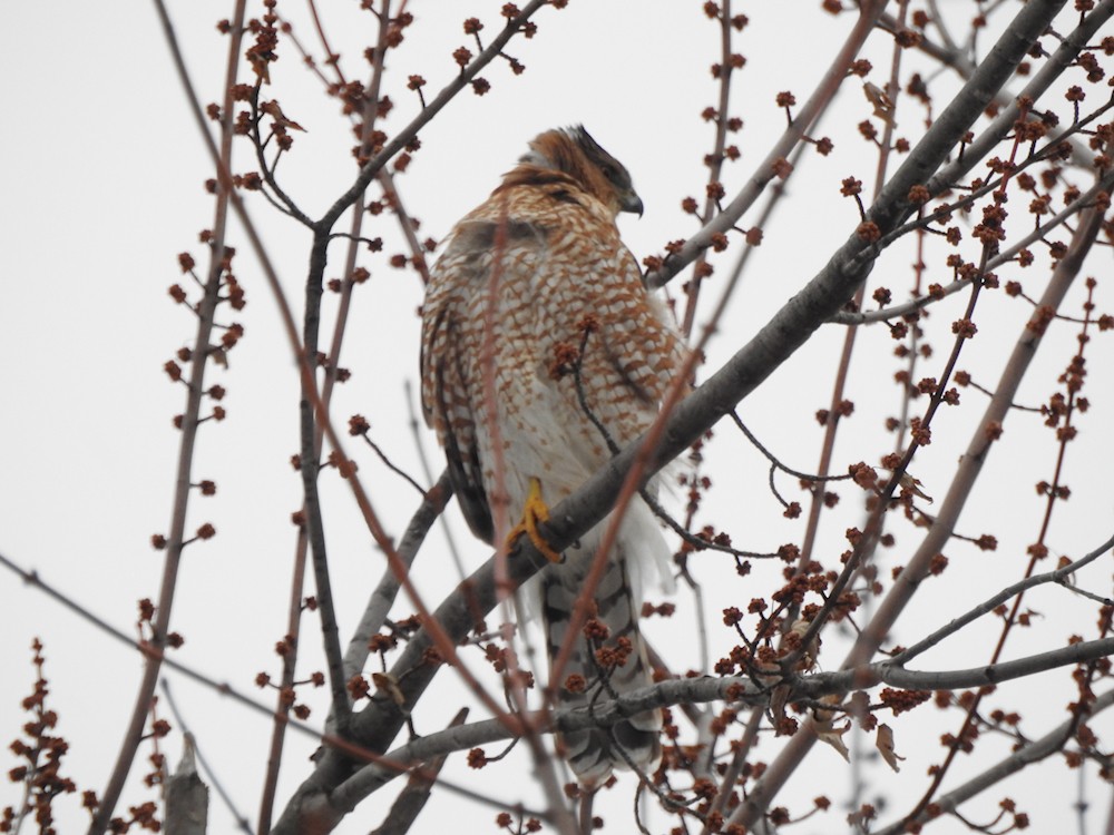 trostehauk - ML646797681