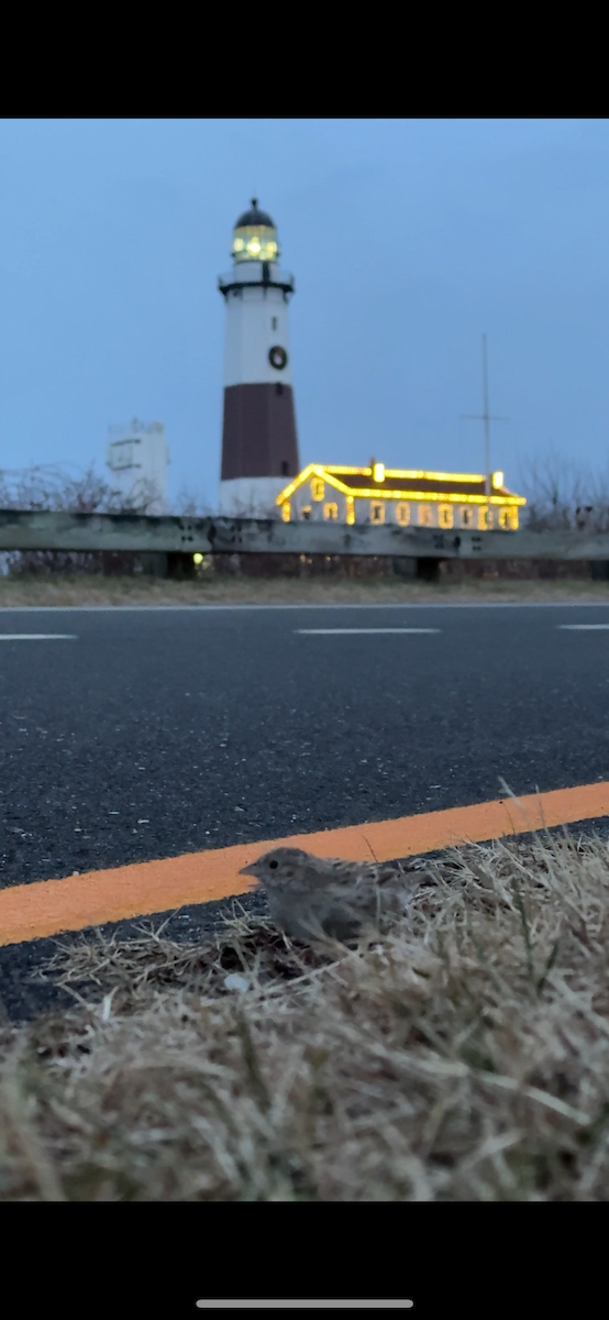 Cassin's Sparrow - ML646797686