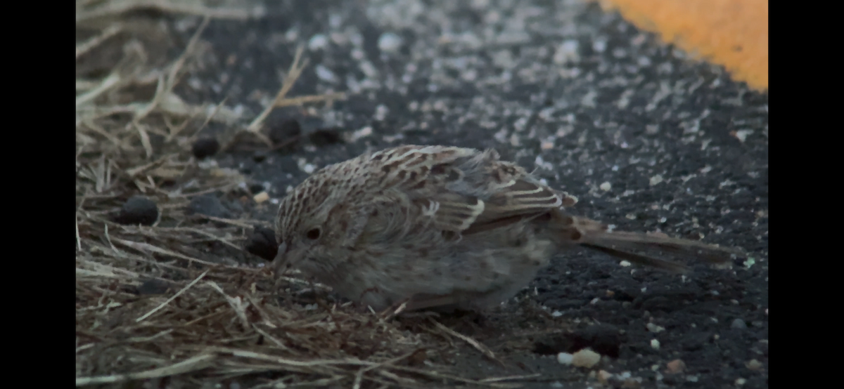 Cassin's Sparrow - ML646797688