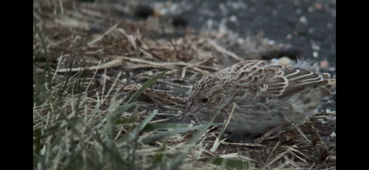 Cassin's Sparrow - ML646797689