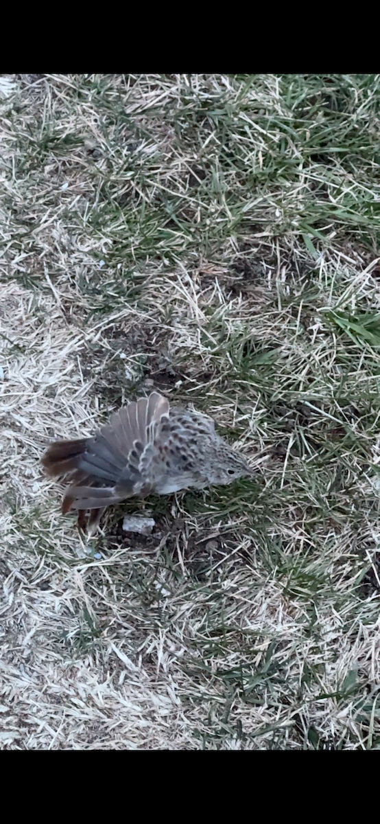 Cassin's Sparrow - ML646797690