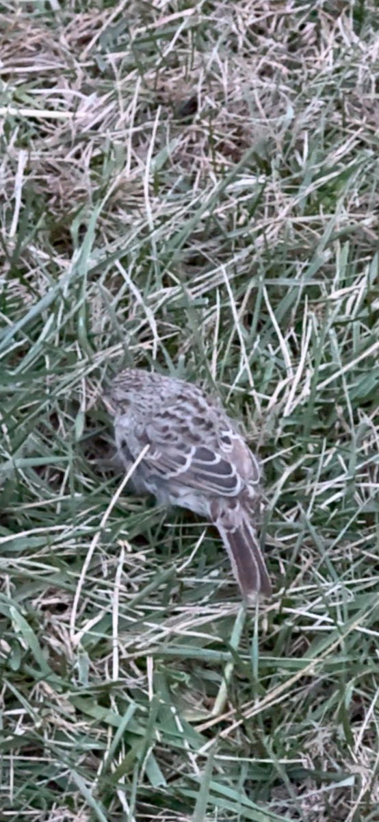 Cassin's Sparrow - ML646797691