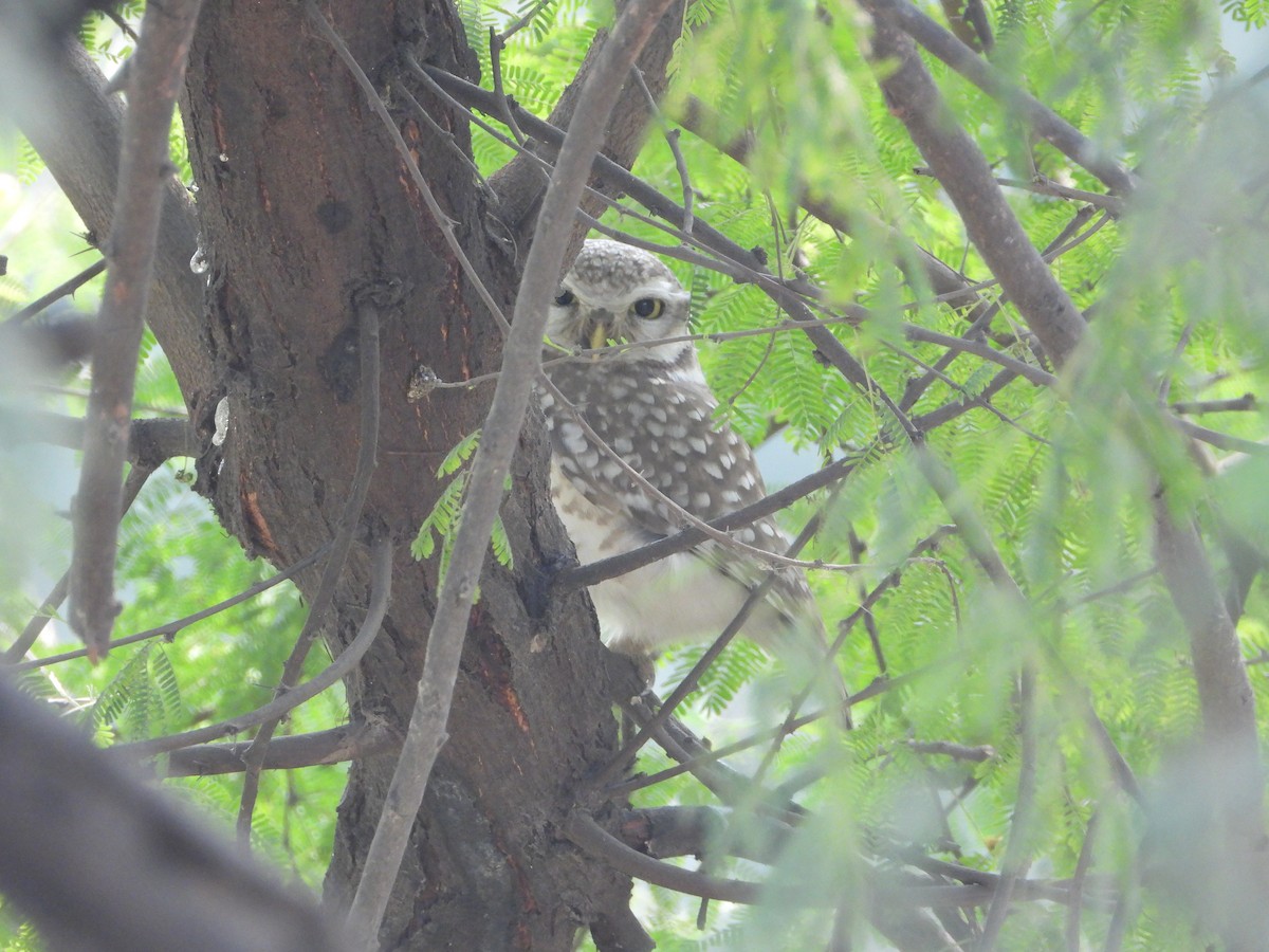 Spotted Owlet - ML646797697
