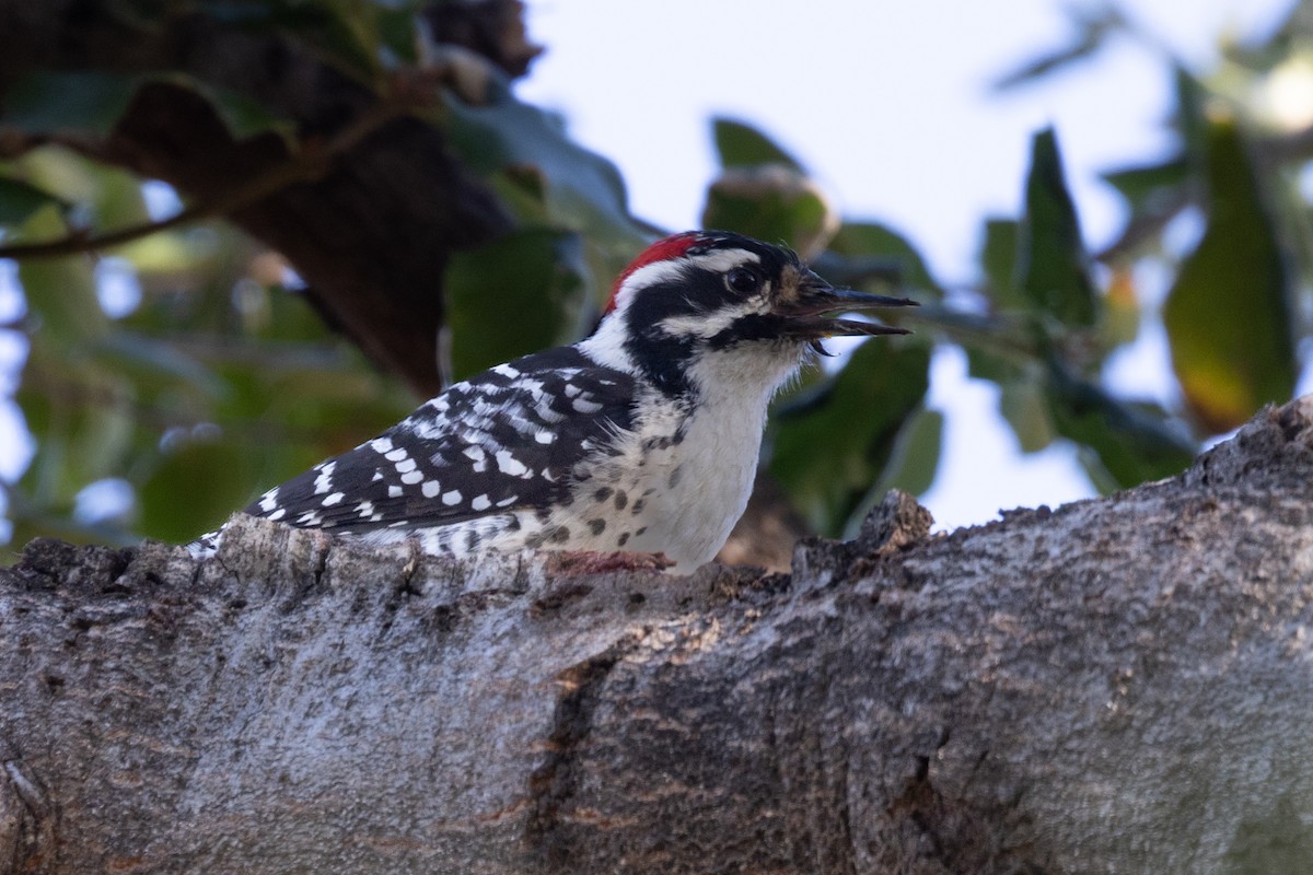 Nuttall's Woodpecker - ML646797699