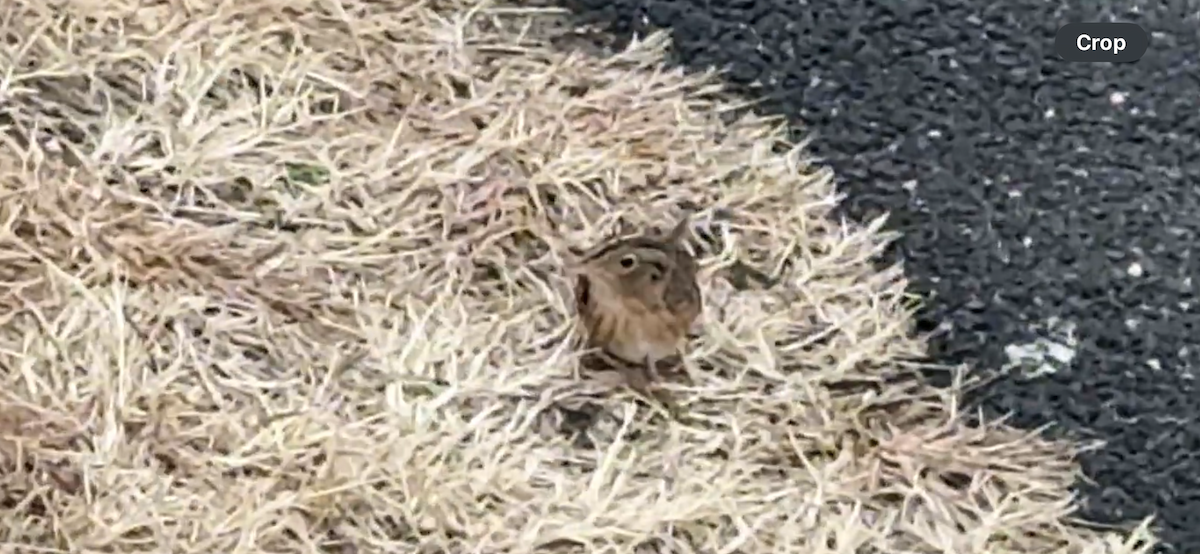 Grasshopper Sparrow - ML646797700