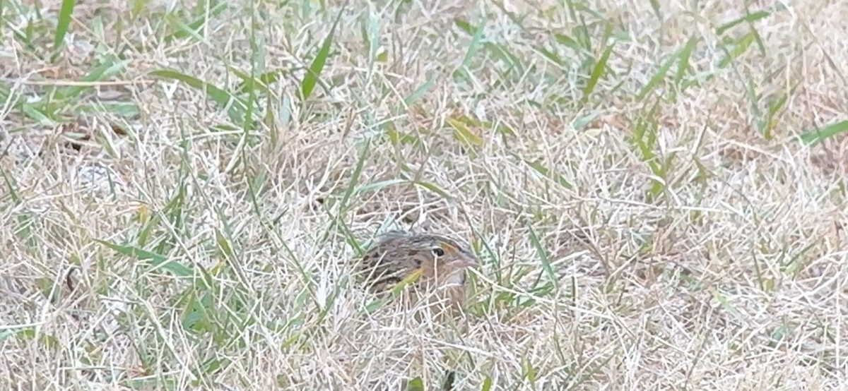 Grasshopper Sparrow - ML646797701