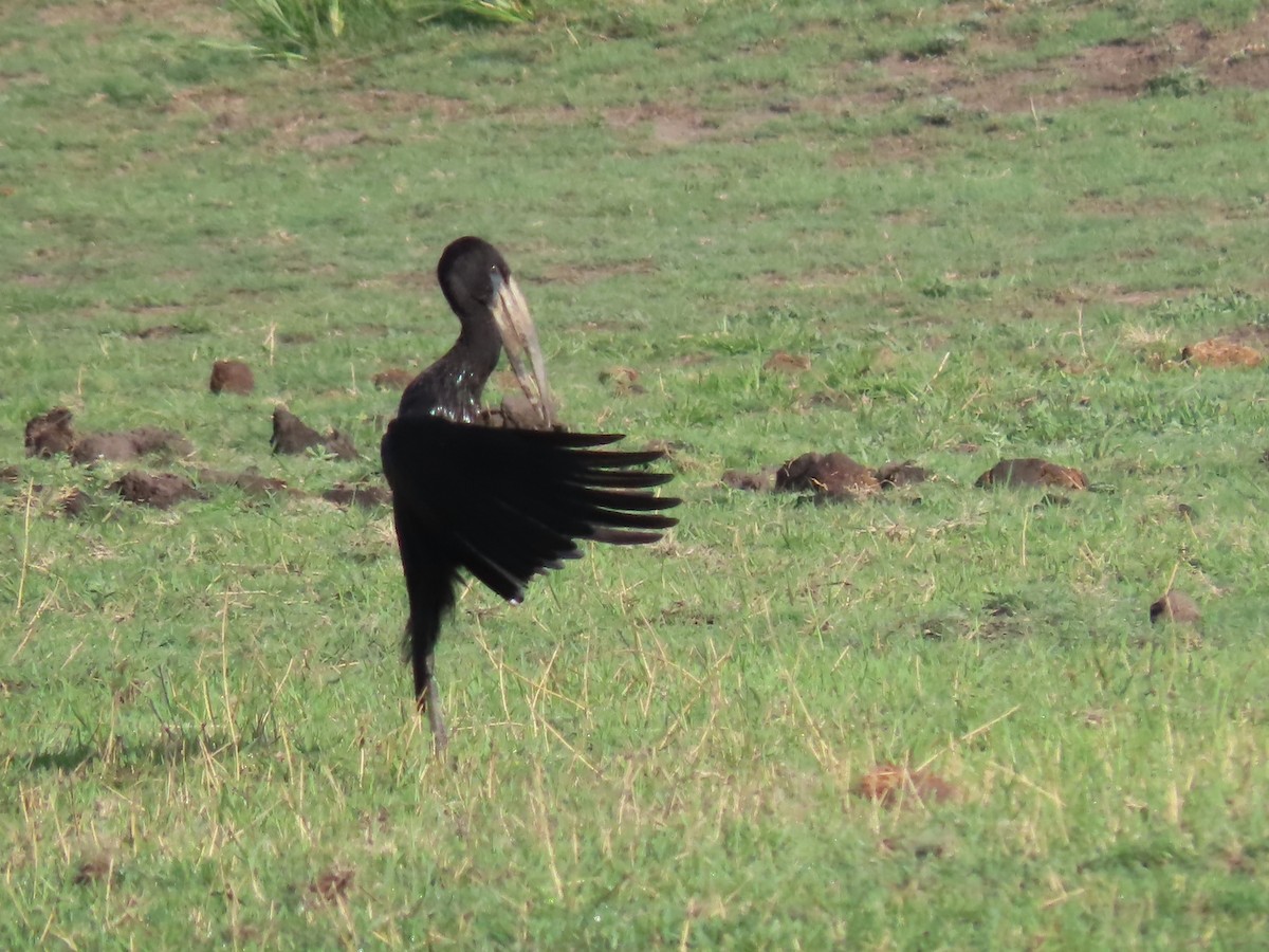 クロスキハシコウ - ML646797702