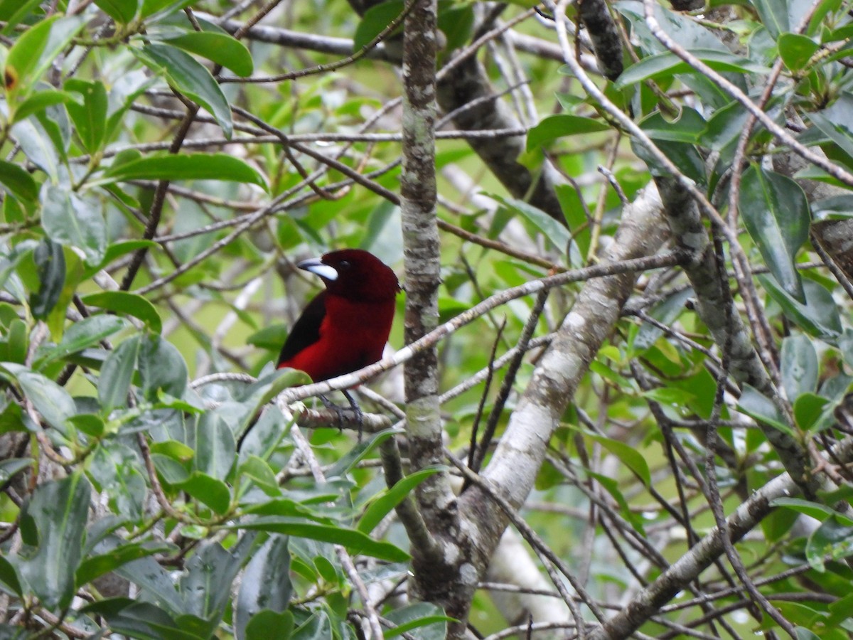 Tangara Dorsirroja - ML646797703