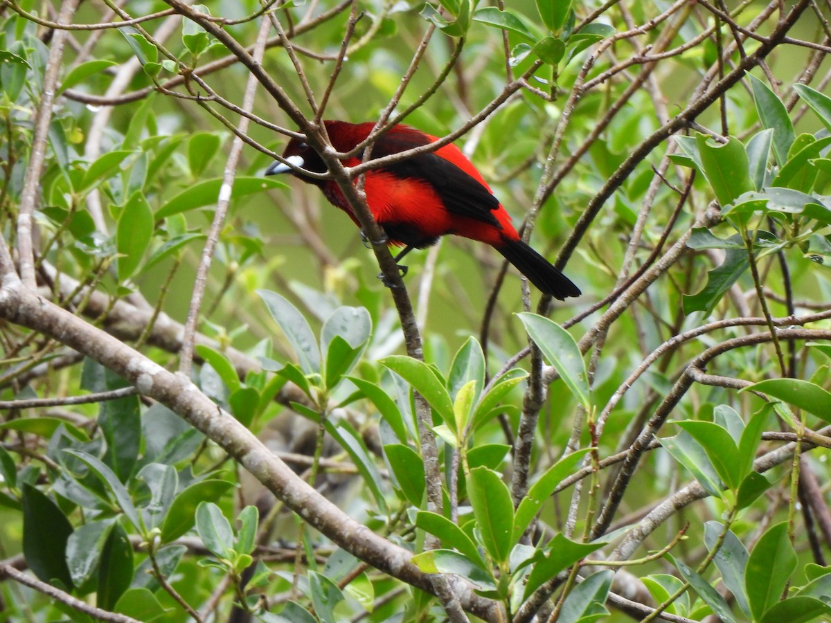 Tangara Dorsirroja - ML646797704