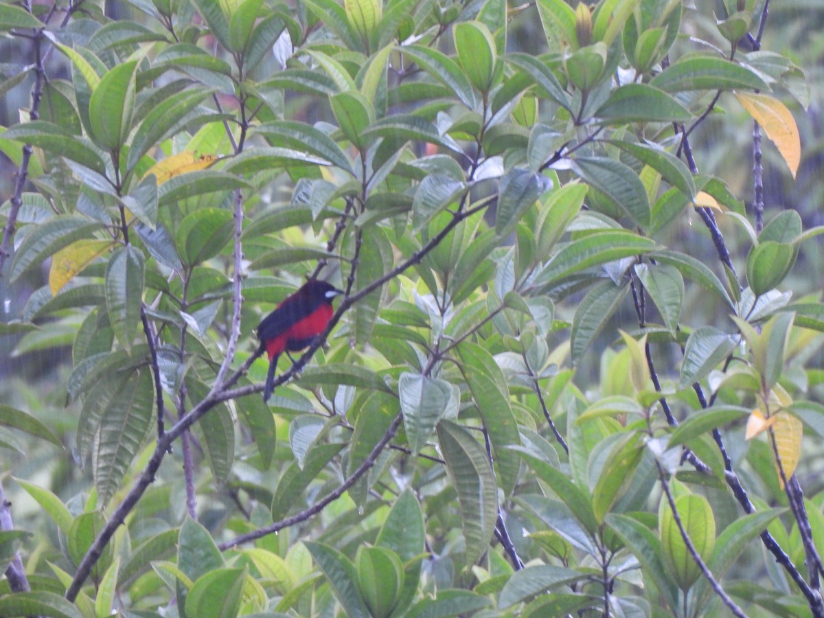 Tangara Dorsirroja - ML646797705