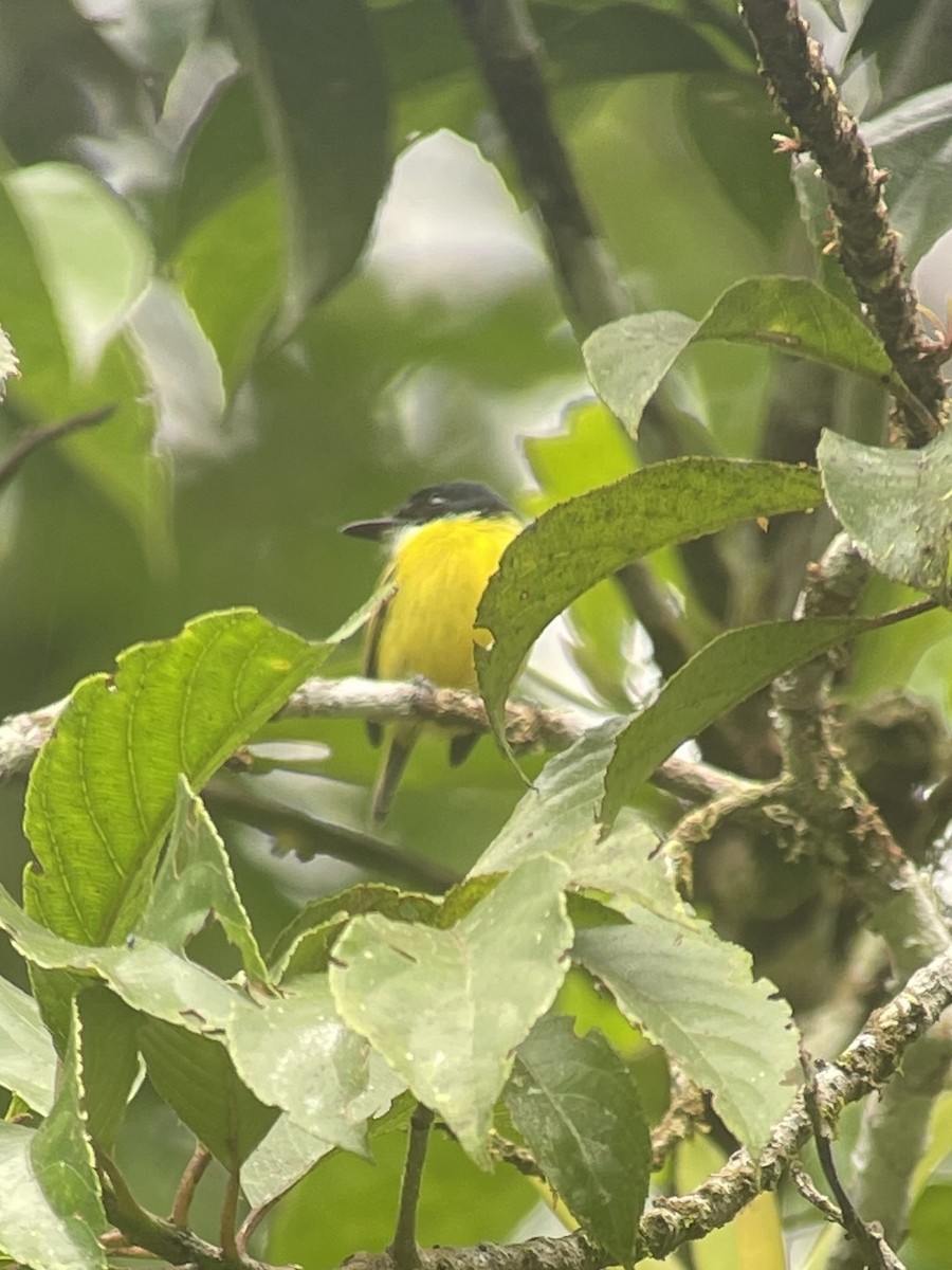 Black-headed Tody-Flycatcher - ML646797709