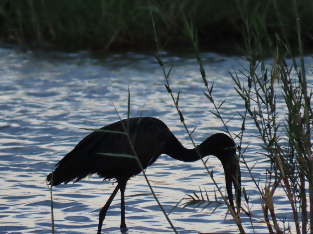 クロスキハシコウ - ML646797710