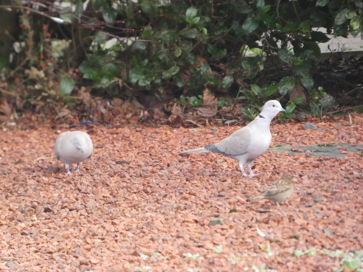 Буулгат хүүрзгэнэ - ML646797712