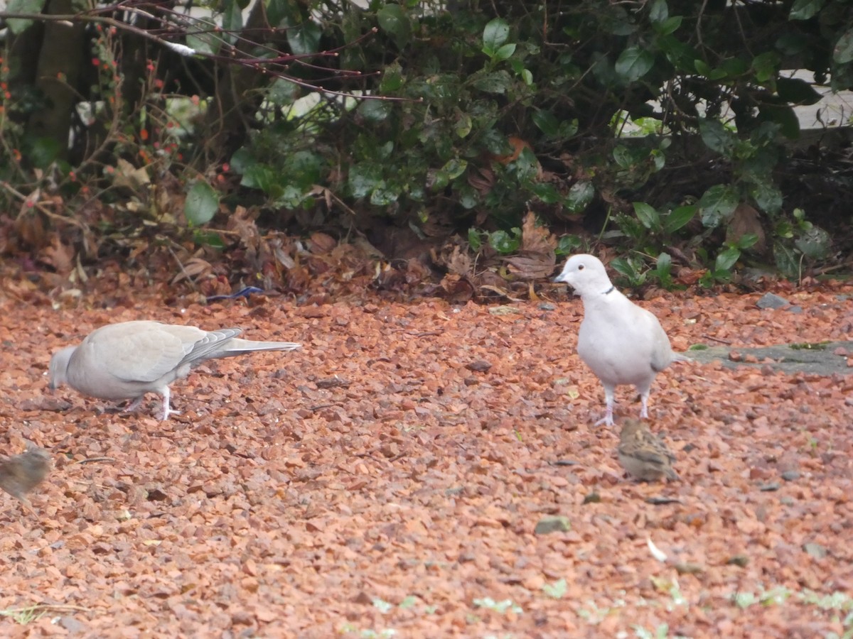 Буулгат хүүрзгэнэ - ML646797713