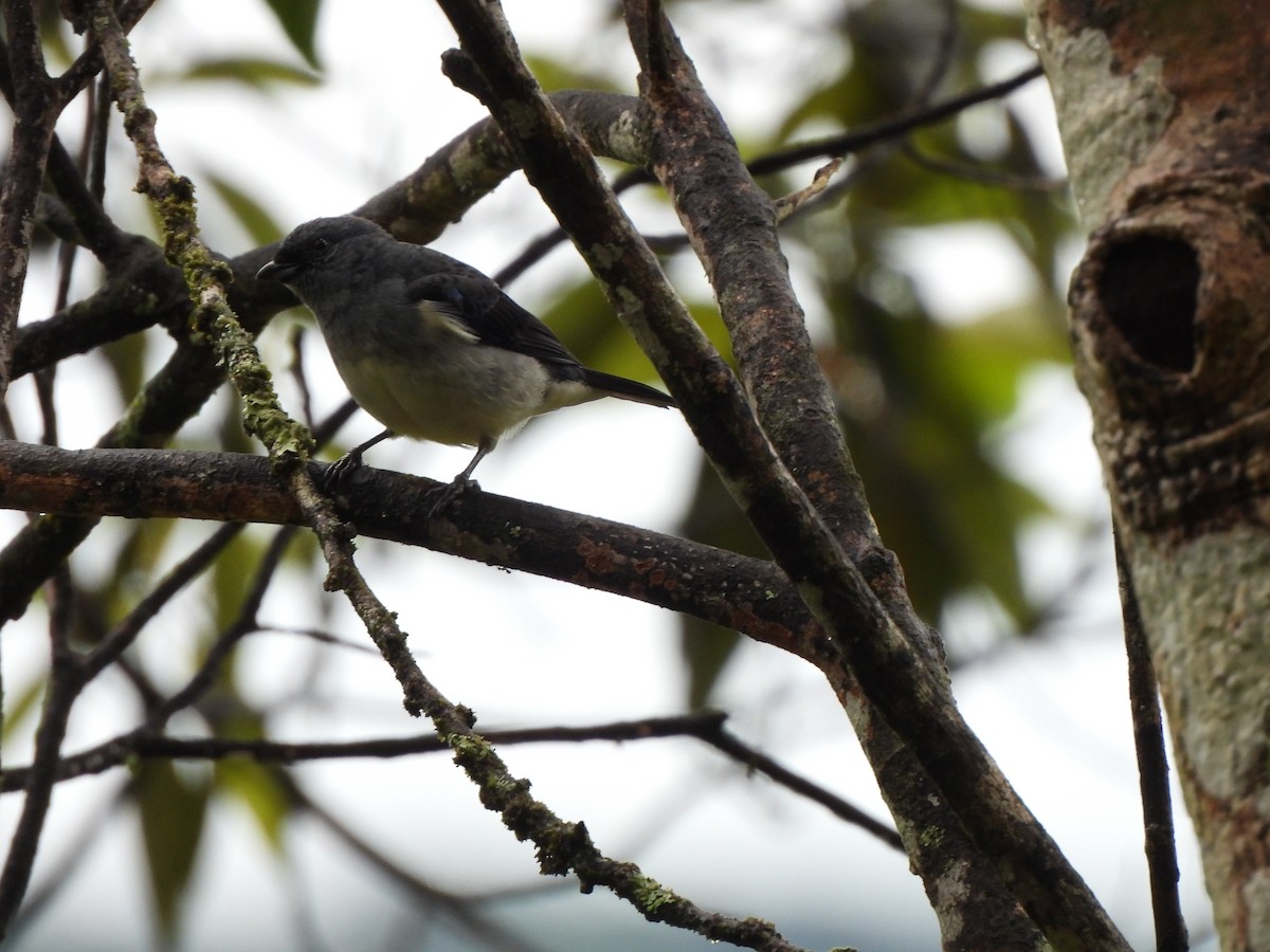 Tangara Azuleja - ML646797714