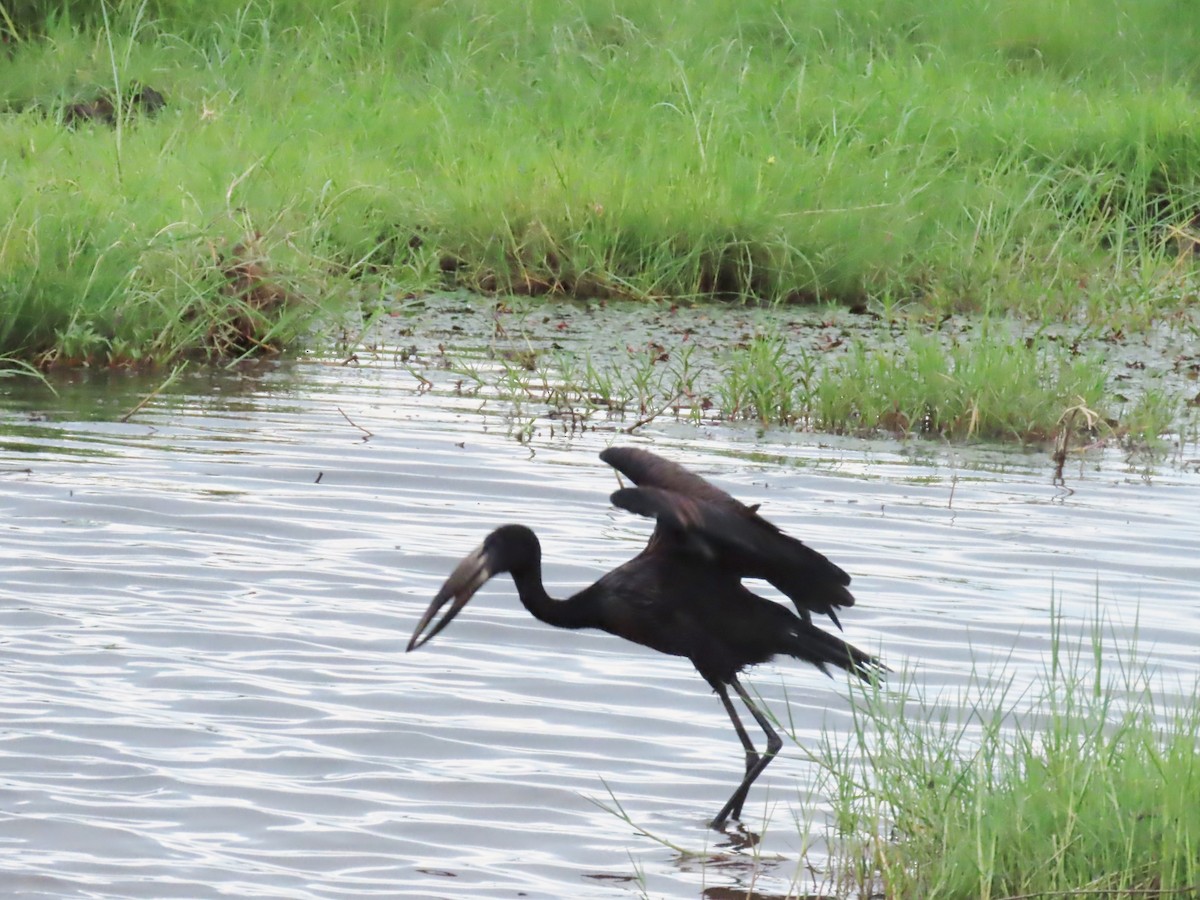 クロスキハシコウ - ML646797716