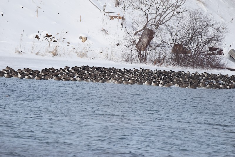 カナダガン - ML646797718