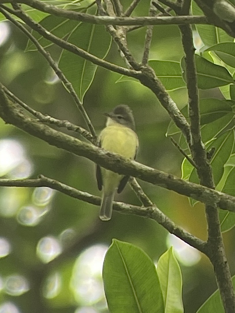 Southern Beardless-Tyrannulet - ML646797719