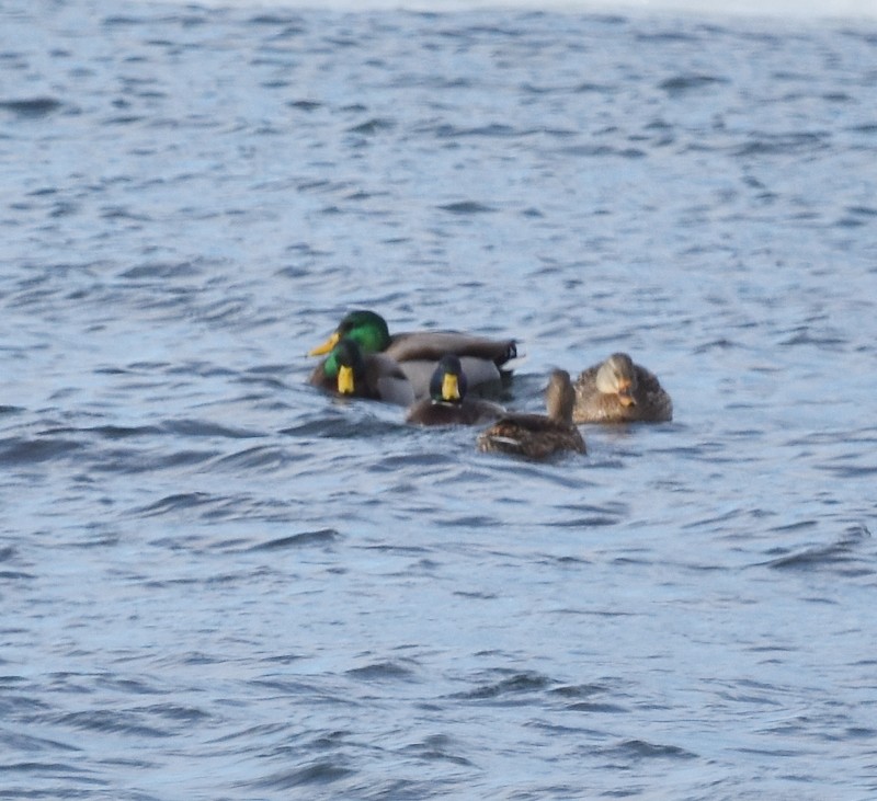 マガモ - ML646797738