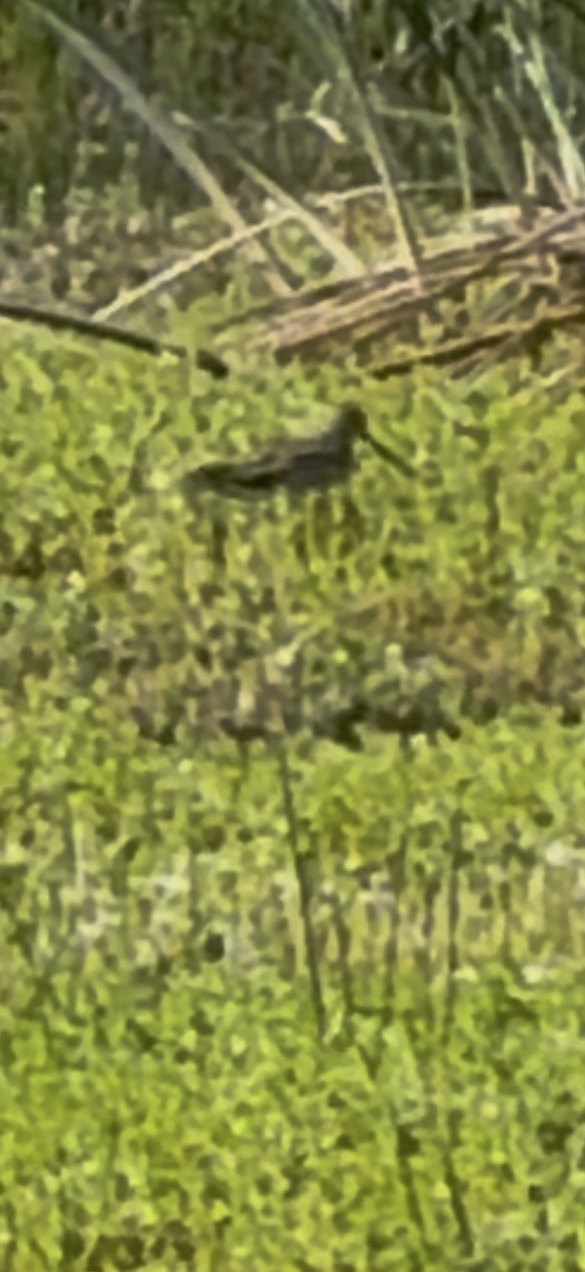 アメリカタシギ - ML646797739