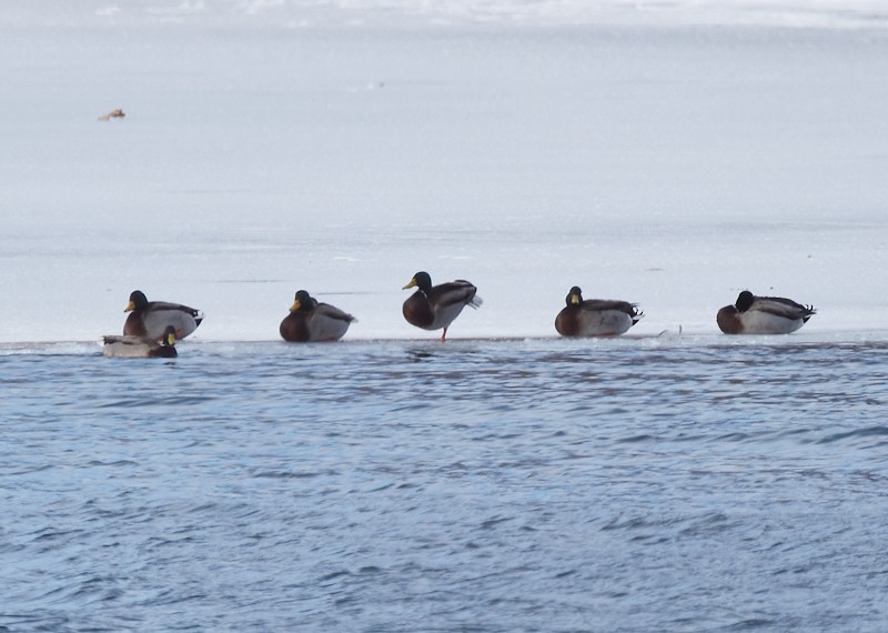 マガモ - ML646797740