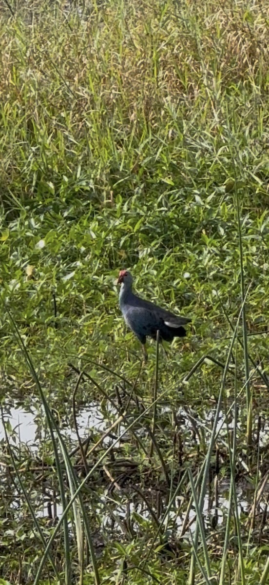 ハイガシラセイケイ - ML646797743