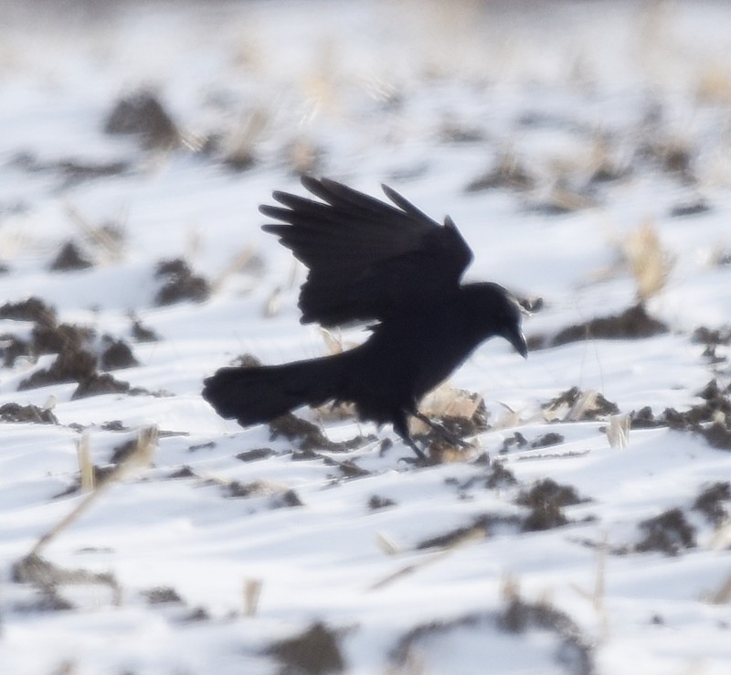 アメリカガラス - ML646797744