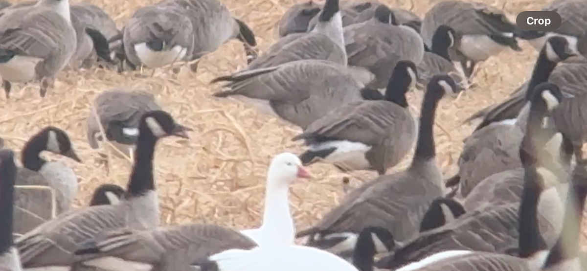 husa sněžní - ML646797745