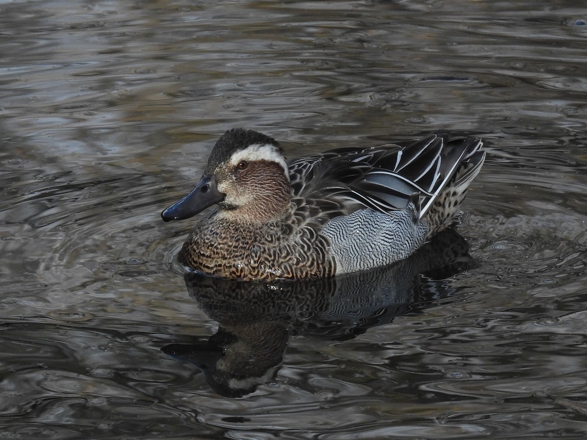 シマアジ - ML646797746