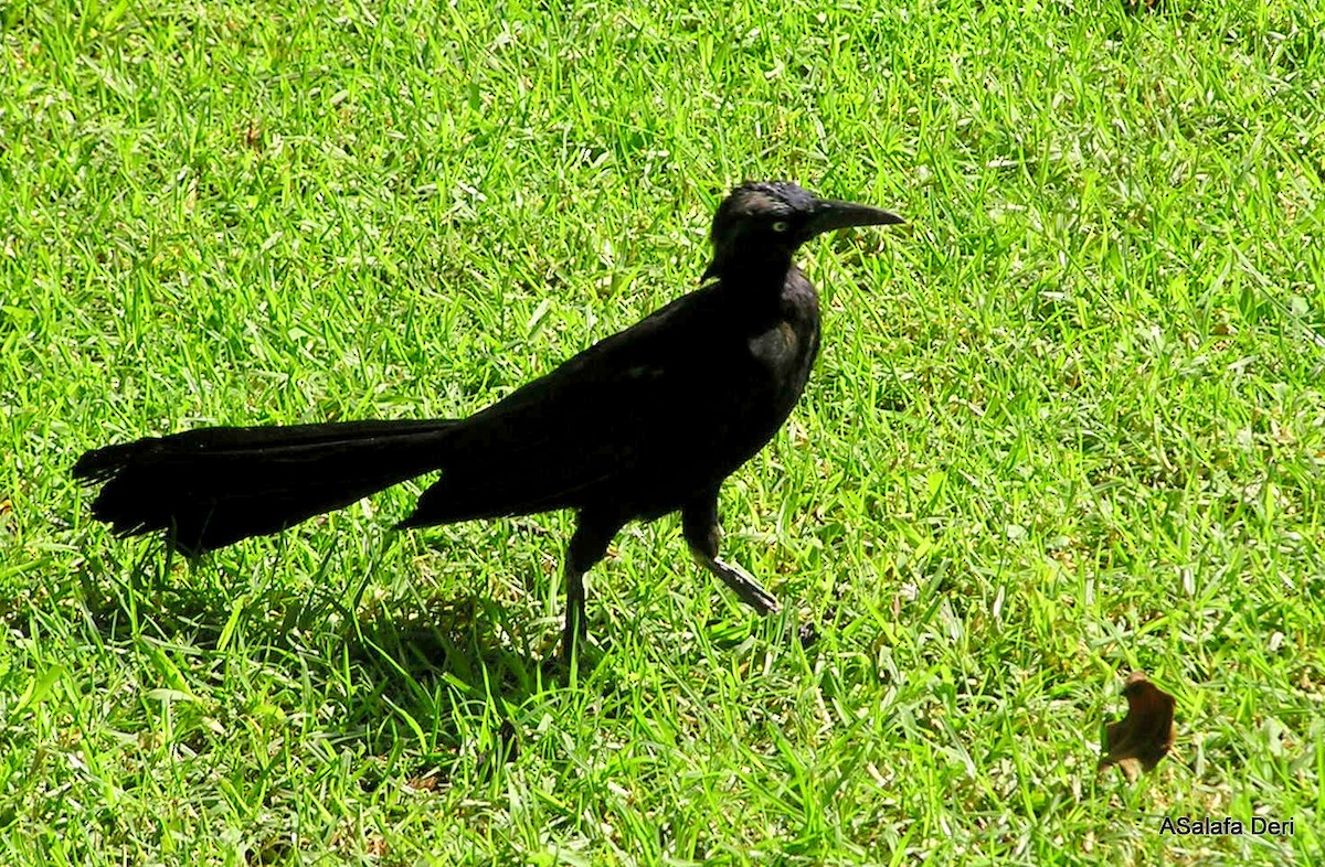 Großschwanzgrackel [mexicanus-Gruppe] - ML646797747