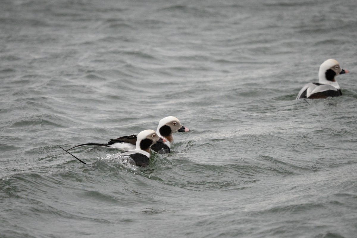 Long-tailed Duck - ML646797748