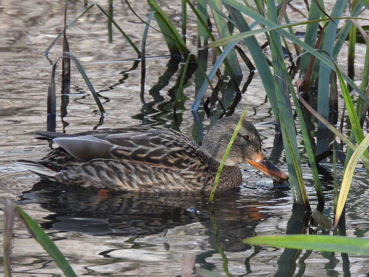 マガモ - ML646797749