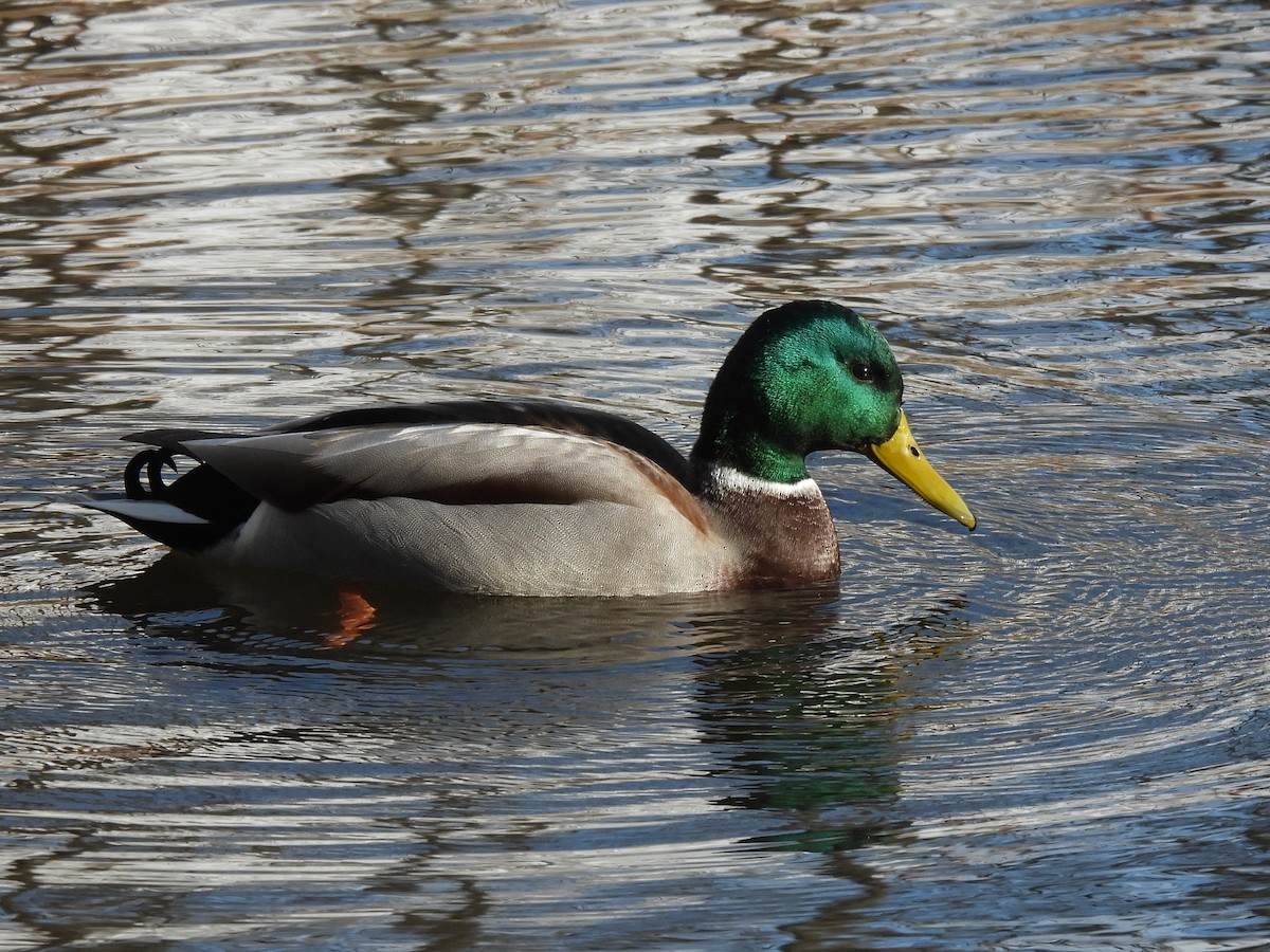 マガモ - ML646797750