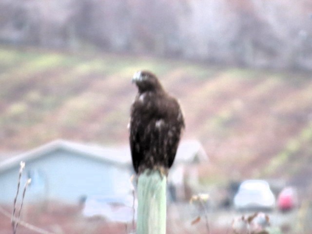 Red-tailed Hawk - ML646797752