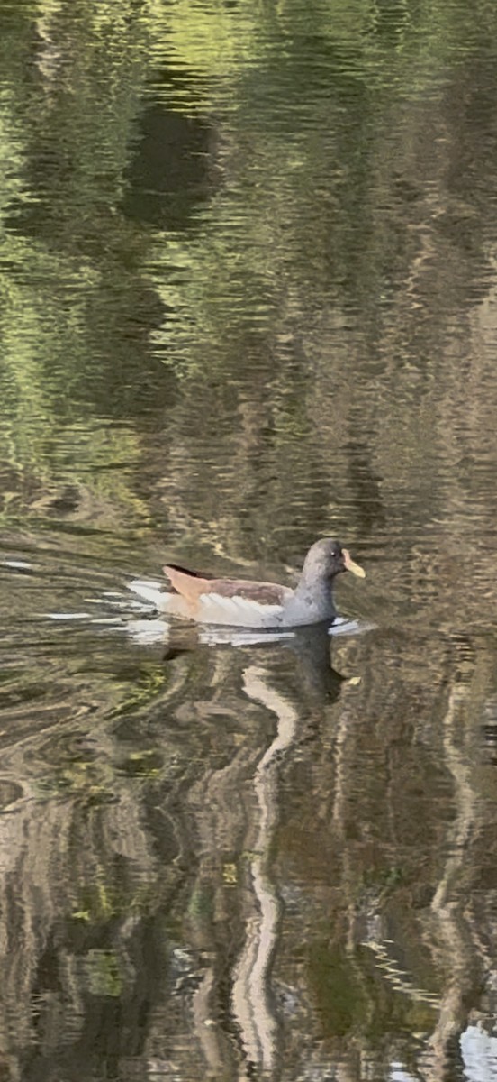 アメリカバン - ML646797753