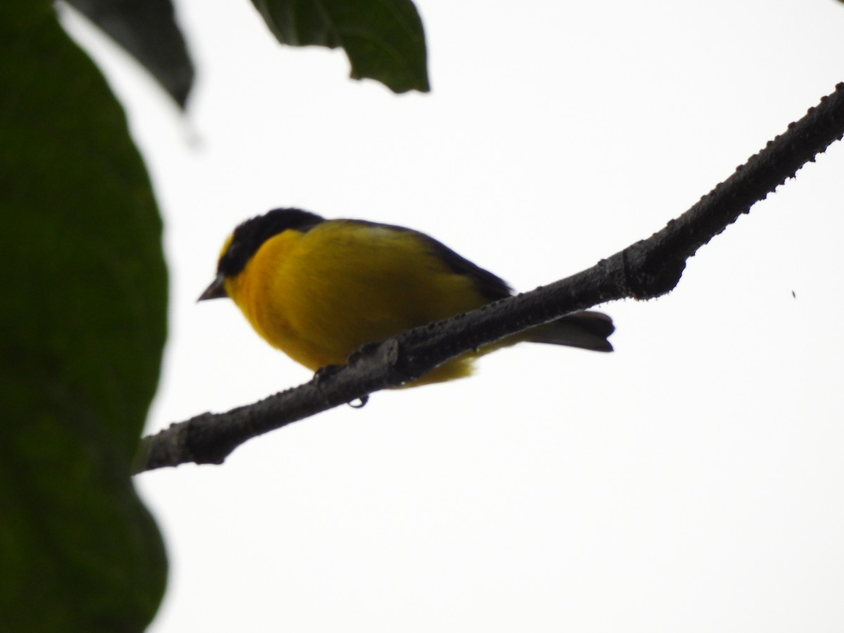 Eufonia Piquigruesa - ML646797755