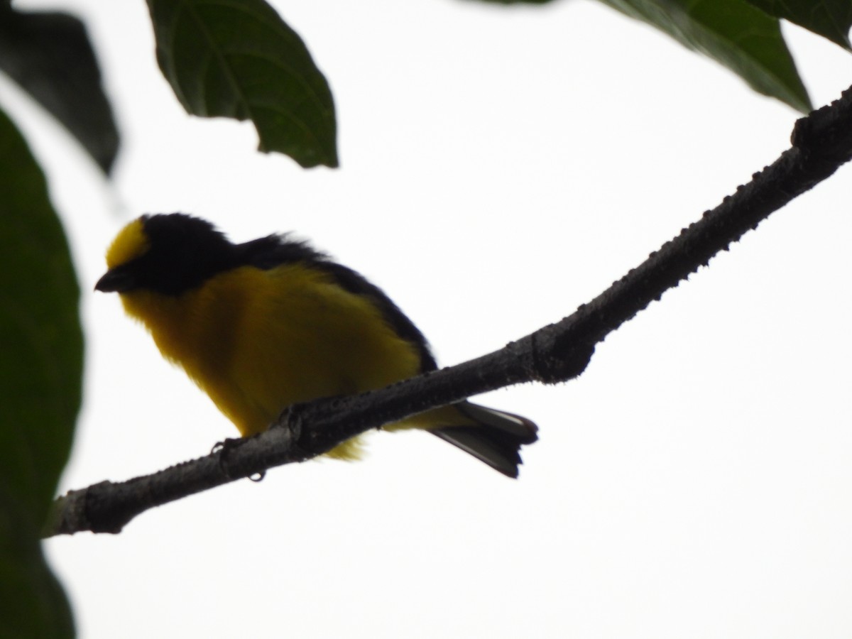 Eufonia Piquigruesa - ML646797756