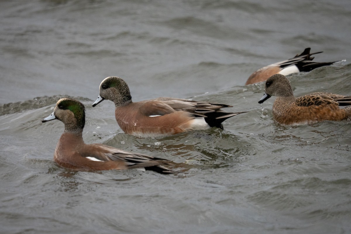American Wigeon - ML646797757
