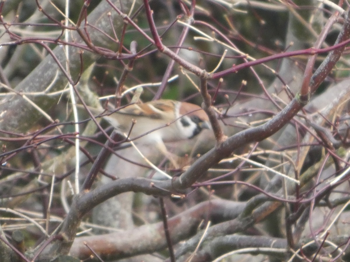 Хээрийн бор шувуу - ML646797758