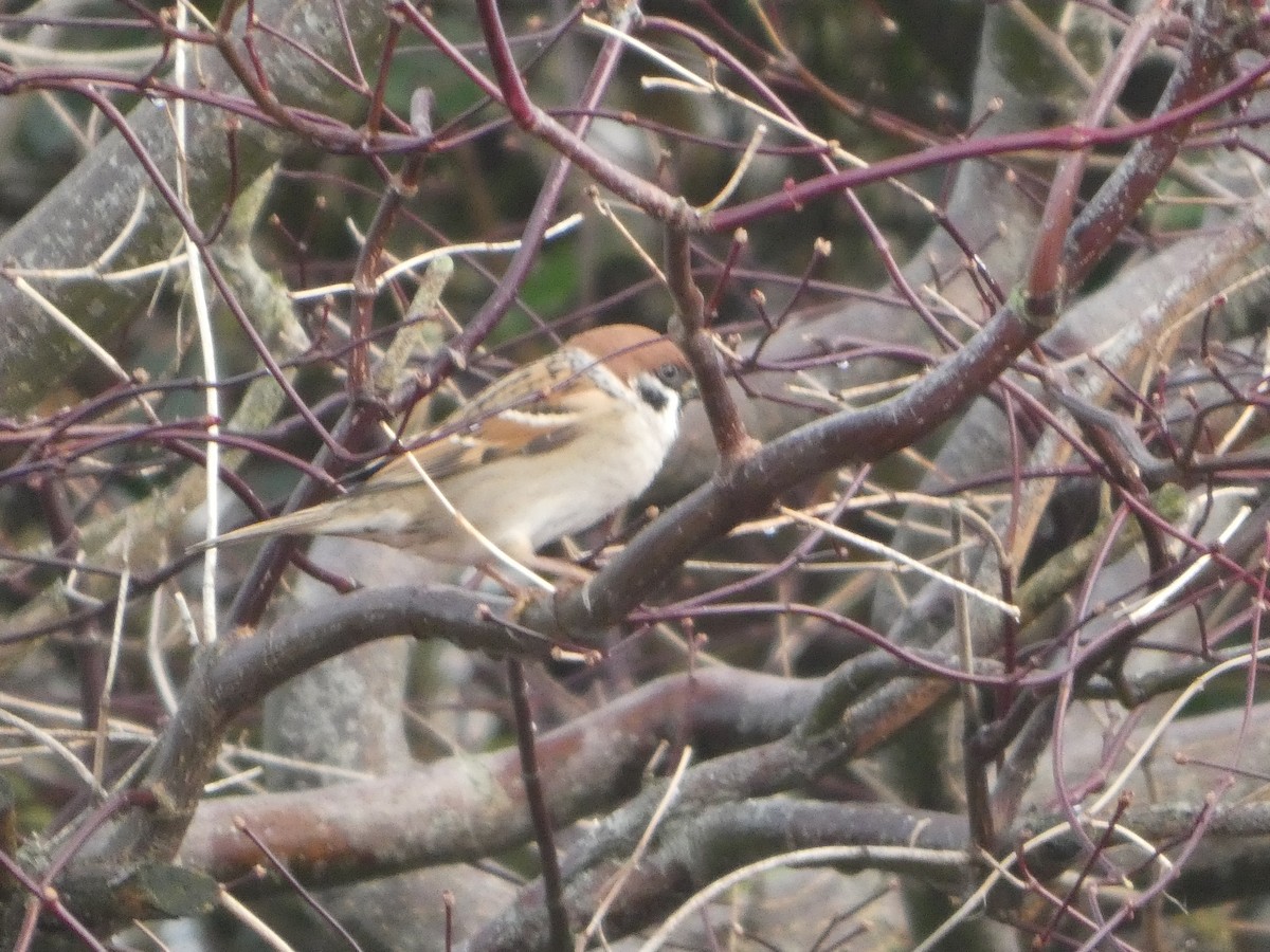 Хээрийн бор шувуу - ML646797759